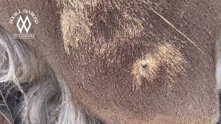 Tip Tuesday  Shot Placement On An Aoudad [upl. by Alya387]