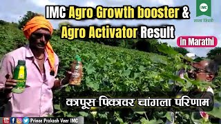 IMC Agro Growth Booster amp Agro Activator Result  In Marathi  कापूस पिकावर चांगला परिणाम [upl. by Dajma]