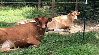 How To DEWORM Your Cattle NATURALLY and Easy Family Milk cows [upl. by Arrakat]