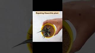 Repoting Haworthia plant indoorplant haworthia plantsandplanters [upl. by Nohsyt]