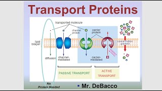 Transport Proteins [upl. by Airuam125]