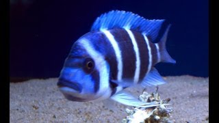 ciphotilapia frontosa blue zaire mikula WFmpg [upl. by Elladine]