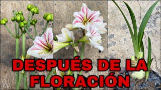 Que Hacer DESPUES De La FLORACIÓN De AMARILIS Lirios AZUCENAS Hippeastrum amarillys [upl. by Lemmor]