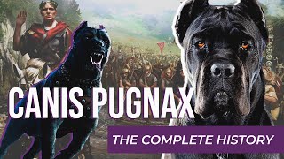 CANIS PUGNAX  THE ROMAN DOG OF WAR  The COMPLETE HISTORY [upl. by Obala310]