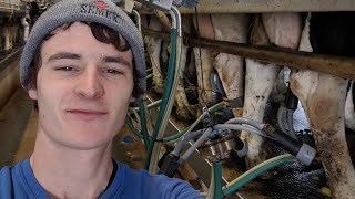 Milking Cows on my Family Dairy Farm [upl. by Fionnula]