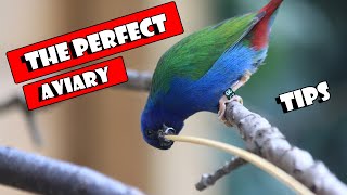 Building The Perfect AVIARY [upl. by Dugan]