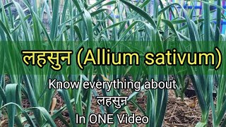 लहसुन Allium sativum  Ayurvedic Medicine  Dravyagun  BAMS2NDYEAR [upl. by Ylyl]