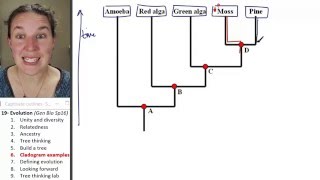 Evolution 6 Cladogram examples [upl. by Buehler]