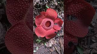 Rafflesia Arnoldii flower [upl. by Macknair209]