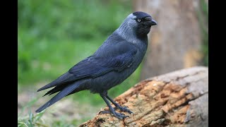 Jackdaws Unveiled The Fascinating World of These Clever Corvids [upl. by Nahtahoj]