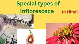 Special types of inflorescence llVerticillasterHypanthodiumCyathium l In Hindi class 11 biology [upl. by Nosam9]