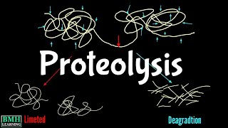 Proteolysis  Proteolytic Degradation  Zymogen Activation  Proteolytic Cleavage [upl. by Butcher263]