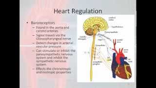 Basic Electrophysiology part 2  Mechanical Anatomy of the Heart part 2 [upl. by Clarette]