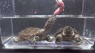 The Snapping Turtle Eats A Pink Rat  Warning Live Feeding [upl. by Cathi]