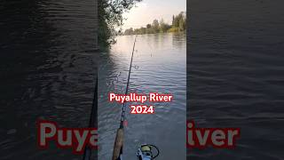 Puyallup River Fishing Report fishing puyallup river salmon 2024 [upl. by Assilav]