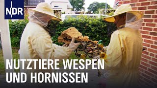 Wespen und Hornissen Keine Panik  Die Nordreportage  NDR Doku [upl. by Frederic]