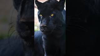 How Does a Jaguar Become a Black Panther 🤯 blackpanther shorts bigcats wildlife [upl. by Malha]