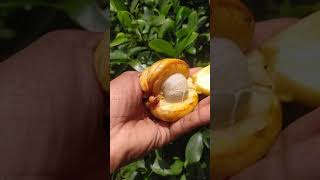 Garcinia gummigutta Fruit shorts [upl. by Atal359]