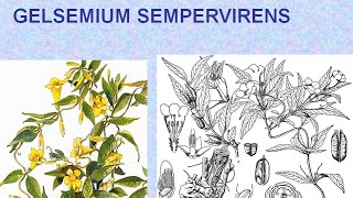 GELSEMIUM SEMPERVIRENS  ΑΝΤΙΜΕΤΩΠΙΣΗ ΟΞΕΩΝ ΚΑΤΑΣΤΑΣΕΩΝ ΜΕ ΟΜΟΙΟΠΑΘΗΤΙΚΗ [upl. by Laius97]