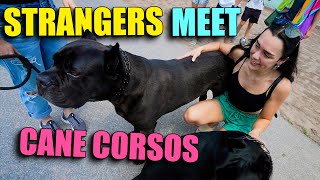 Reactivity Dog Training Introducing Strangers To Cane Corsos [upl. by Amathist578]