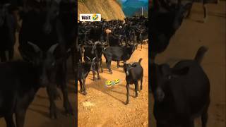 ￼Me to majak karr raha tha🤣🤣shorts funny realfools shortsfeed funnyvideogoat comedy ￼ [upl. by Erlinna374]