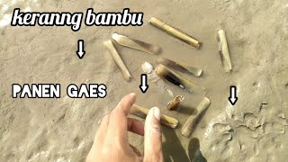 Cara Mendapatkan Kerang Bambu Dipantai kalian harus tahu ini loh caranya [upl. by Diraj]