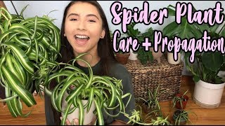 How To Take Care of A Spider Plant  Propagating Spider Plant Pups [upl. by Sherlock]