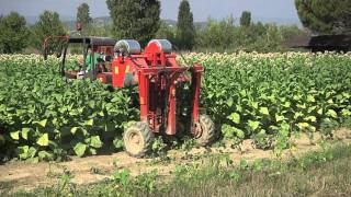 Comanassisi  NEW Selfpropelled Tobacco Pruning amp Topping Cimatrice semovente tabacco [upl. by Uno]