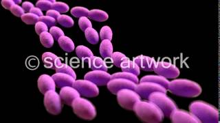 Acetobacter bacteria stock videos by science artwork [upl. by Leodora910]