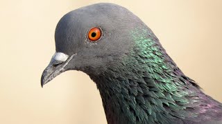 How does Rock Dove Sound  Pigeon Sounds  Indian Dove Behavior  Voice Columbidae [upl. by Ayim]