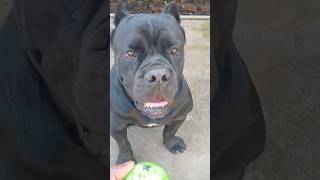 INTELLIGENT CANE CORSO DOG 🐕canecorsodogshortvideo [upl. by Leblanc]