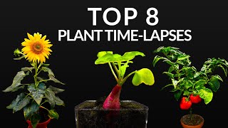 384 Days in 8 Minutes  TOP 8 Plant Growing Timelapses [upl. by Biancha973]