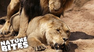 Watch What Happens When Male Lion Tries to Mate with a Female  Nature Bites [upl. by Lrac345]