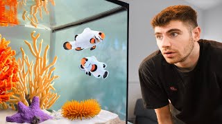 AMAZING Saltwater Fish Room Tour [upl. by Gintz]