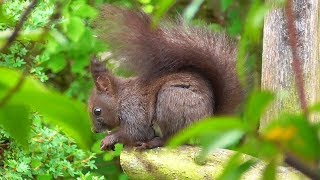 Sweet Squirrels in my garden [upl. by Ventura]