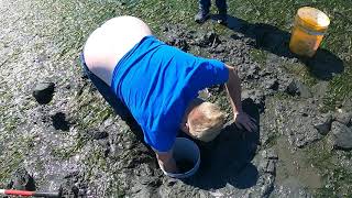 Digging Geoduck Clams In Port Townsend Bay Washington State [upl. by Enohpesrep]