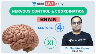 Neural Control amp Coordination  L4  Brain  Unacademy NEET  LIVE DAILY  NEET Biology  Sachin Sir [upl. by Adiazteb324]