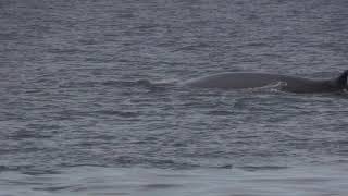 Rorqual commun Balaenoptera physalus Fin Whale [upl. by Atinas]