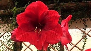 How to Make Your Amaryllis Bloom Again [upl. by Norman]