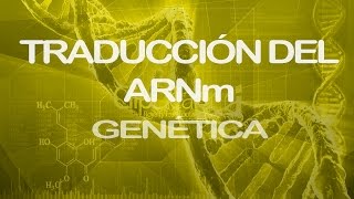 Traducción del ARNm Parte 1  Genética [upl. by Sayer656]