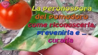 La peronospora del pomodoro [upl. by Kliman]