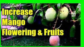 How To Increase Mango Production  Force Mango Tree To Flower [upl. by Adnalu485]