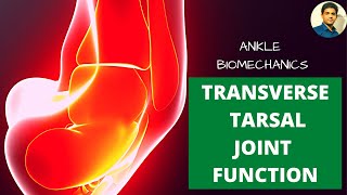 TRANSVERSE TARSAL JOINT BIOMECHANICS amp FUNCTION ANKLE BIOMECHANICS Ankle series 10 [upl. by Box842]