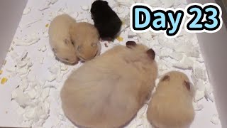 Syrian Hamster Babies Playing  Day 23 [upl. by Ayoj208]