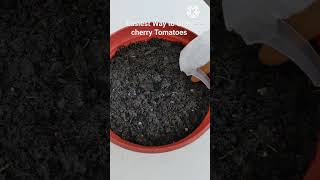 How to Grow cherry tomatoes indoors [upl. by Coral418]