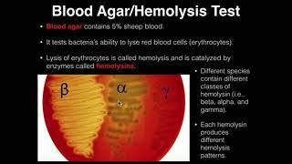 Microbiology HemolysisBlood Agar [upl. by Ramas]