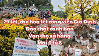 29 tết Chợ hoa tết Công viên Gia Định ĐÀO CHẶT CÀNH BÁN SỐC VỚI GỐC MAI 6 TỶ 8 VẠN THỌ XỔ HÀNG [upl. by Suoirtemed]