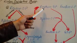 NonOxidative Phase of HMP Shunt zeshan shigriISM [upl. by Drawe]