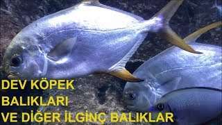 DÜNYANIN EN BÜYÜK AKVARYUMU KÖPEK BALIKLARI SİNARİTLERDEV ÇİPURA VE MIRMIR giant fish aquarium [upl. by Okajima239]