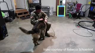 Retired military dog reunited with handler after five years [upl. by Nylirahs]